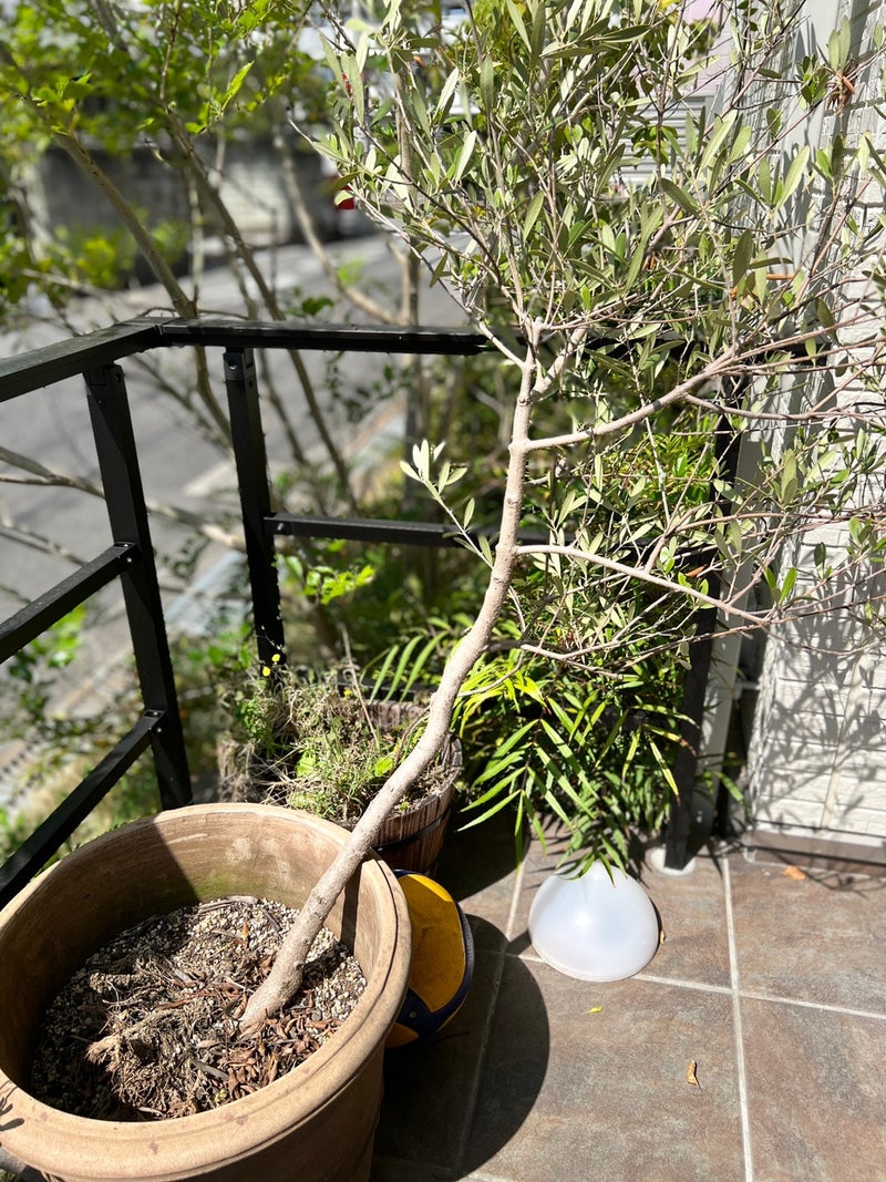 オリーブの苗木 ネバディロブランコ - フラワー/ガーデン